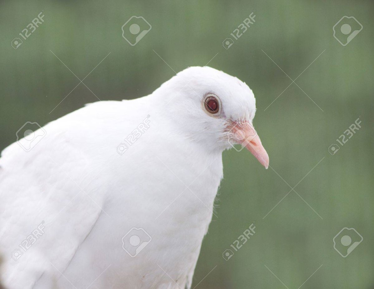 Голубь альбинос сизарь