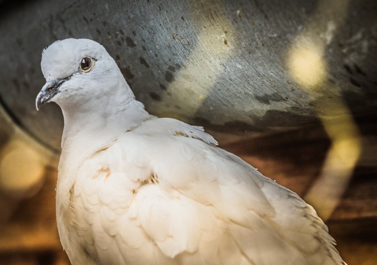 Голубь альбинос