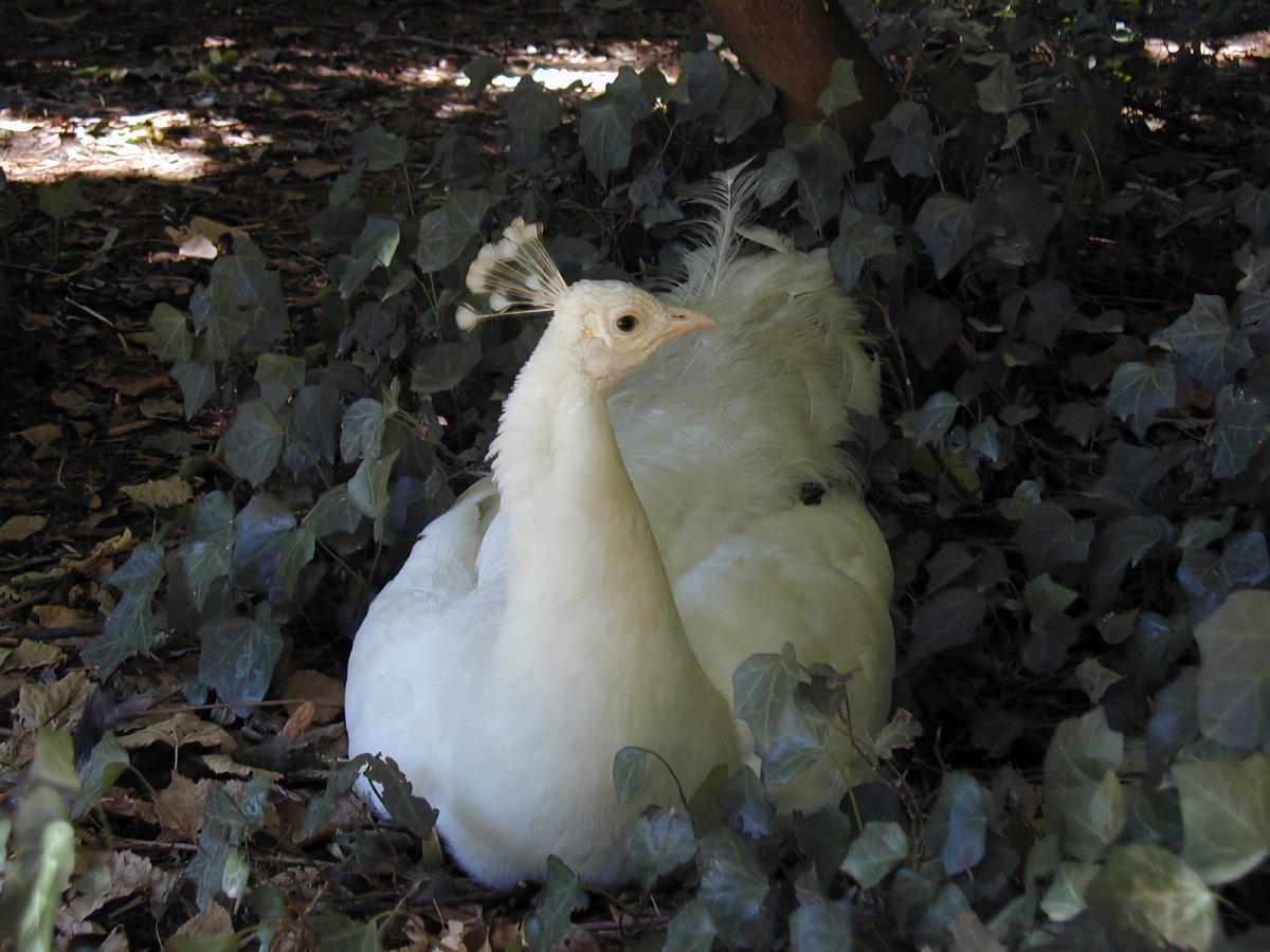 Хин альбинос