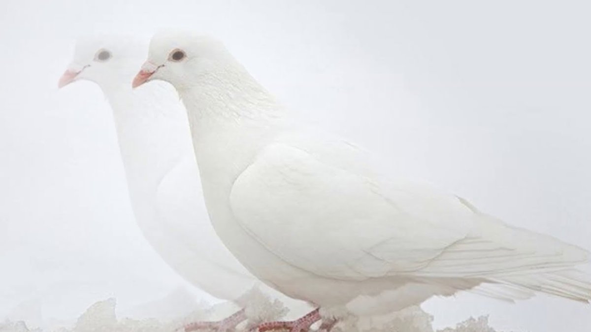 White Pigeon dbx1