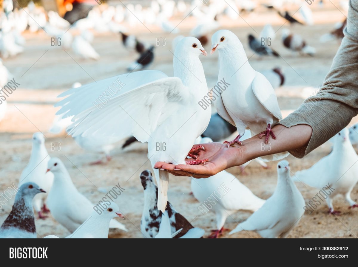 Женские руки с голубями