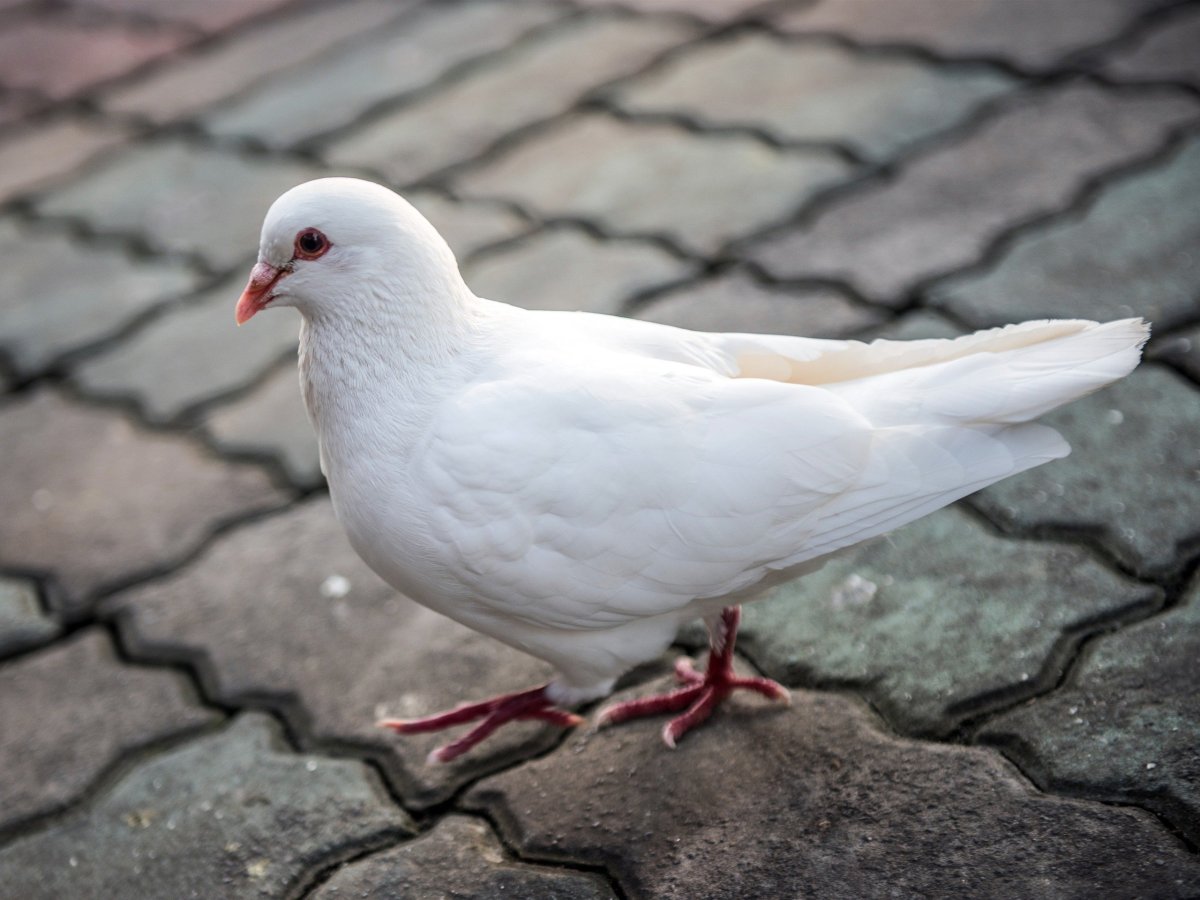 Голуб Шанхай