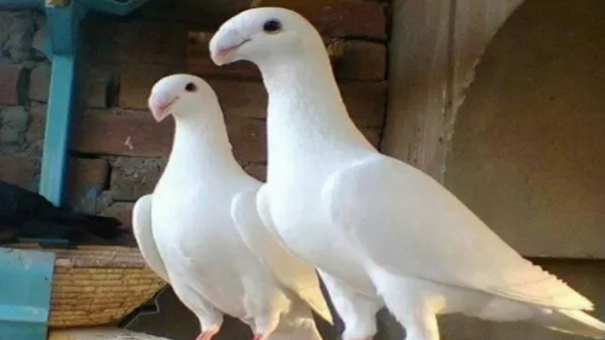 White Homer Pigeon