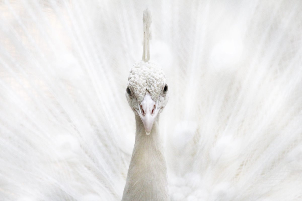 Черный лебедь альбинос?