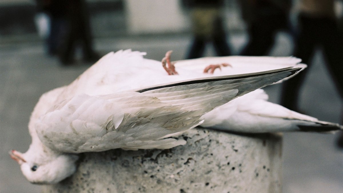 Белый голубь в клетке