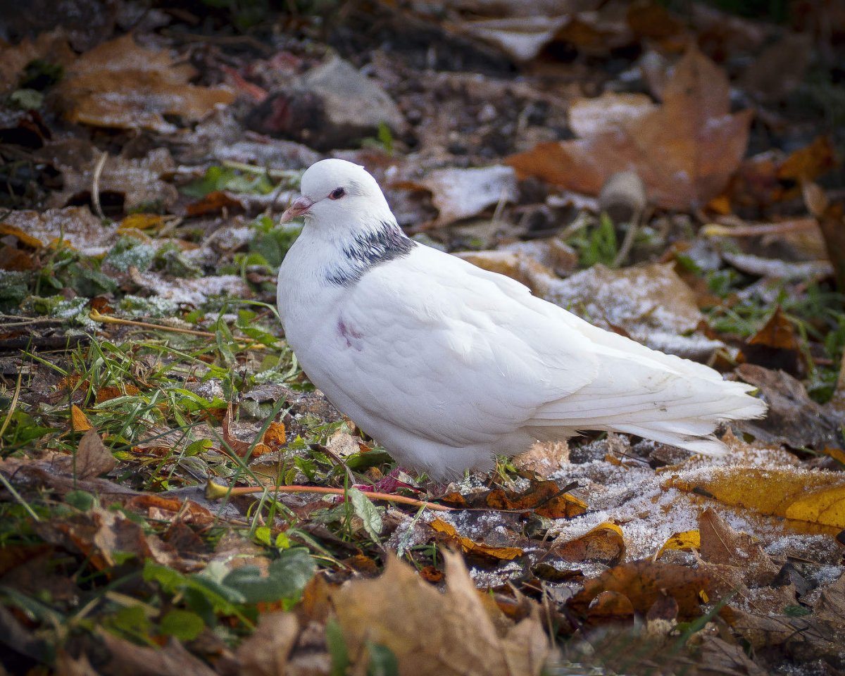 Белая корелла среди голубей
