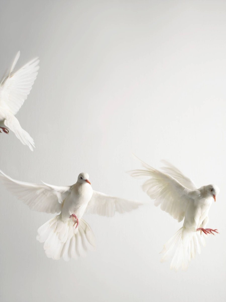 Белый голубь Эстетика