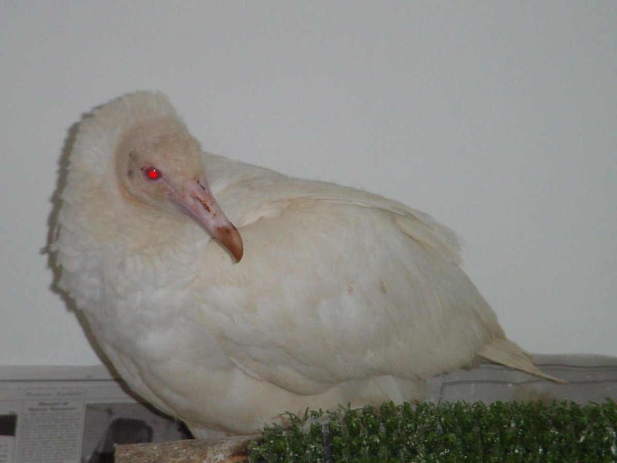 Стервятник обыкновенный альбинос