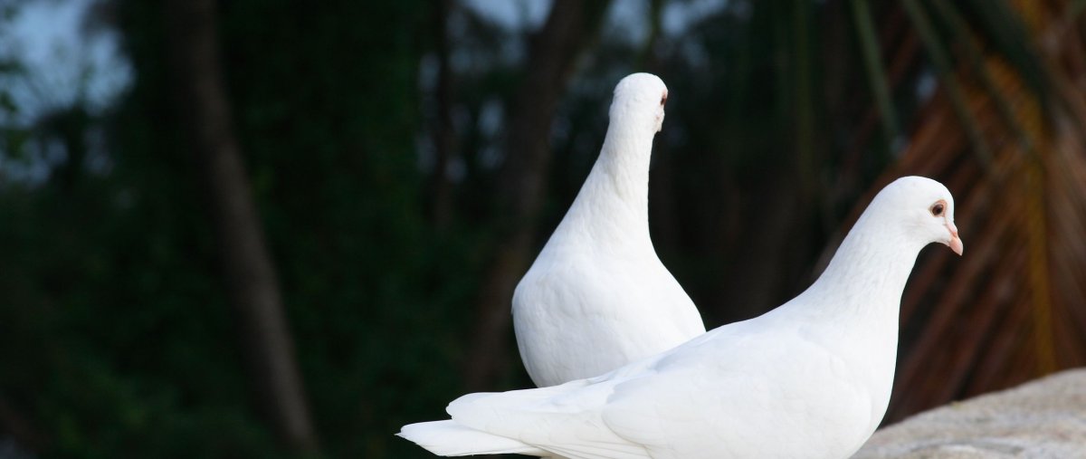 Белый голубь прилетел примета