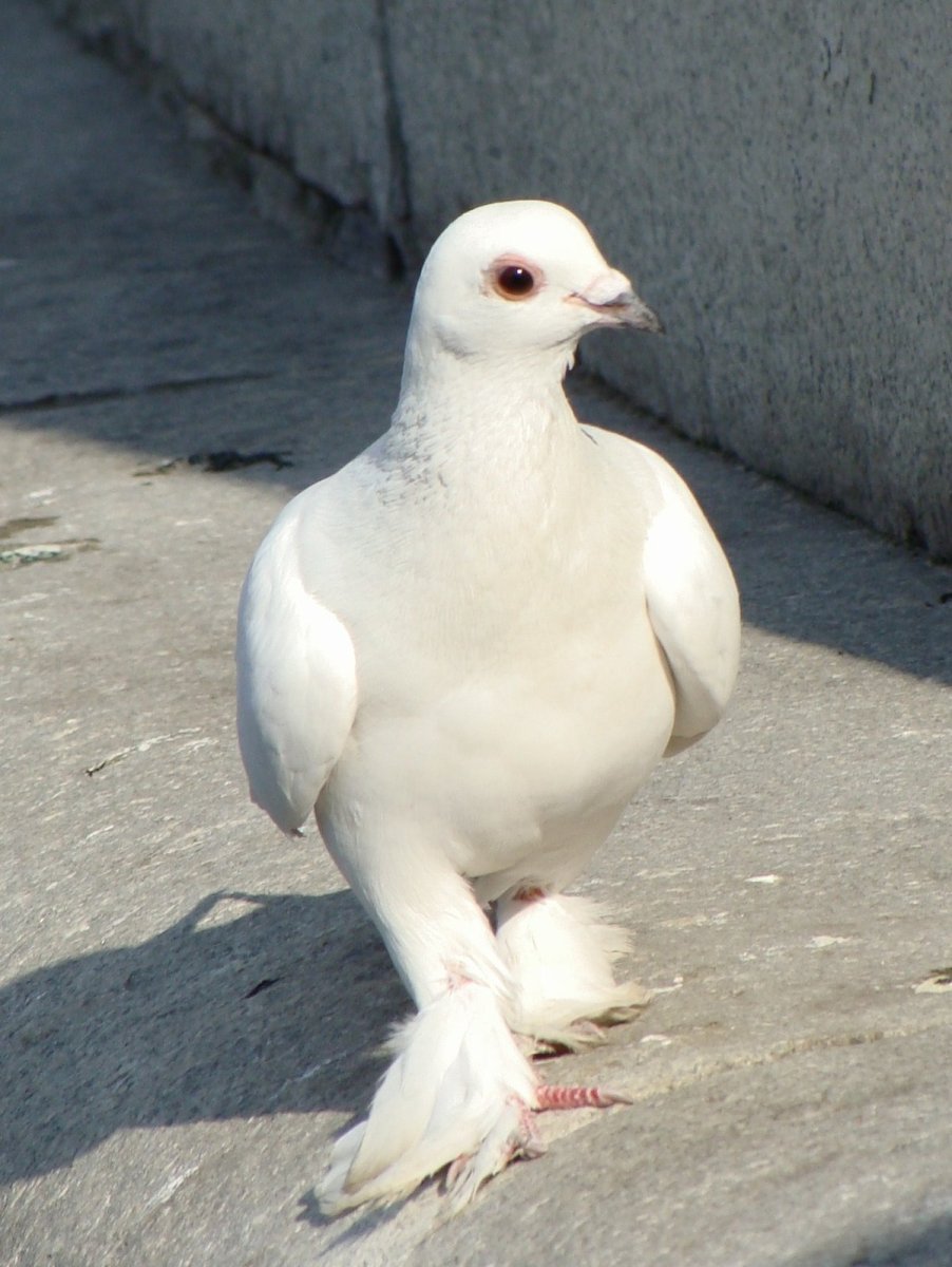 Голубь альбинос