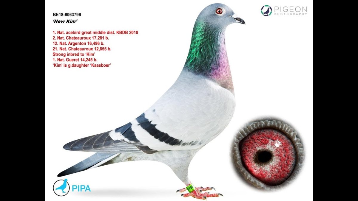 Самые дорогие голуби