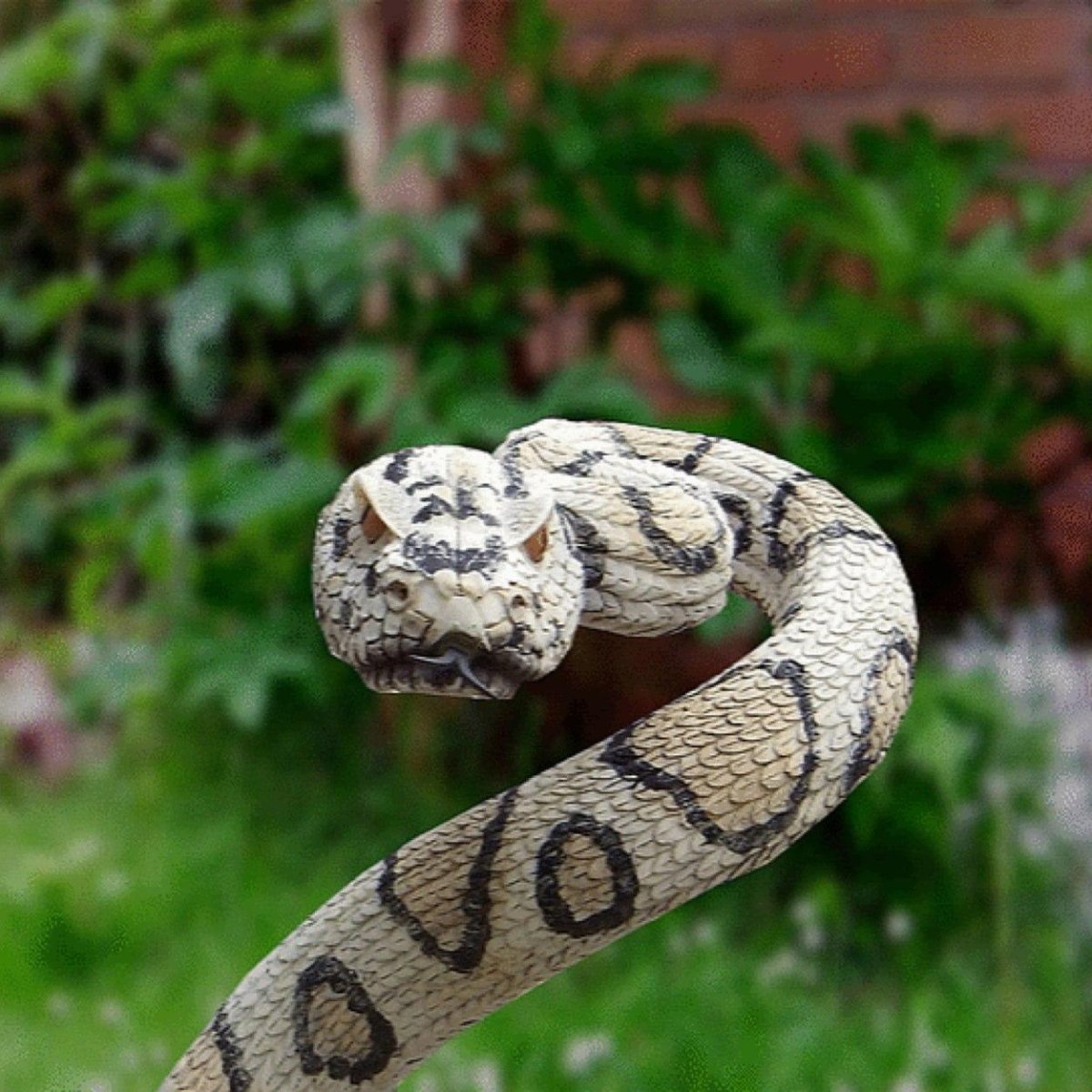 Гадюка подколодная