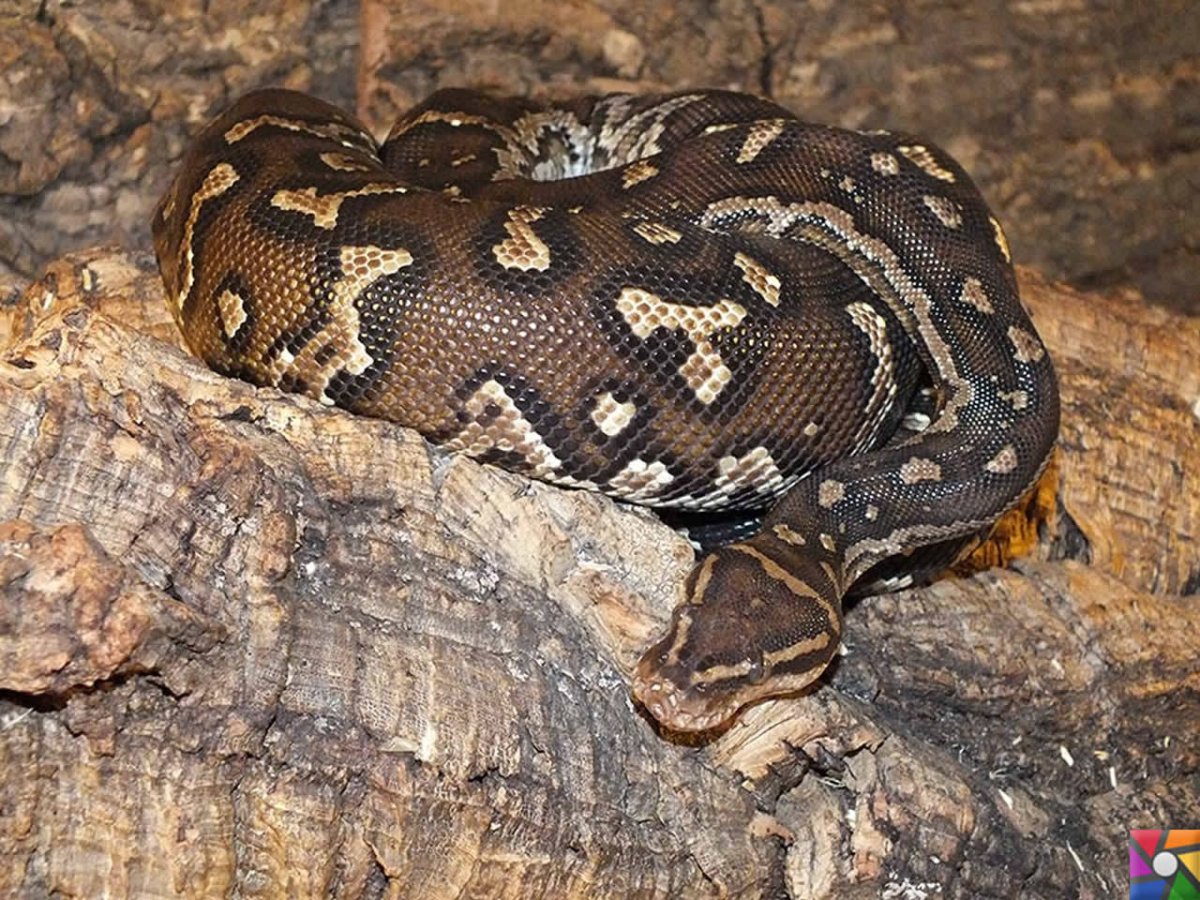 Иероглифовый питон ложноногие