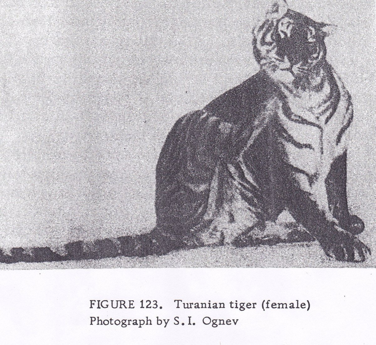 Фарсидский тигр