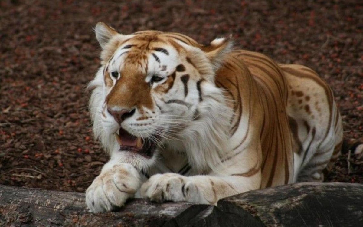 В них живут Мои нервные тигры