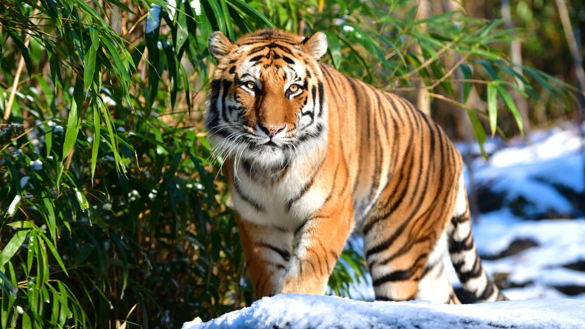 Тигры летом фото