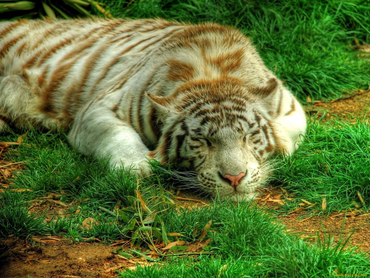 Животные тигр