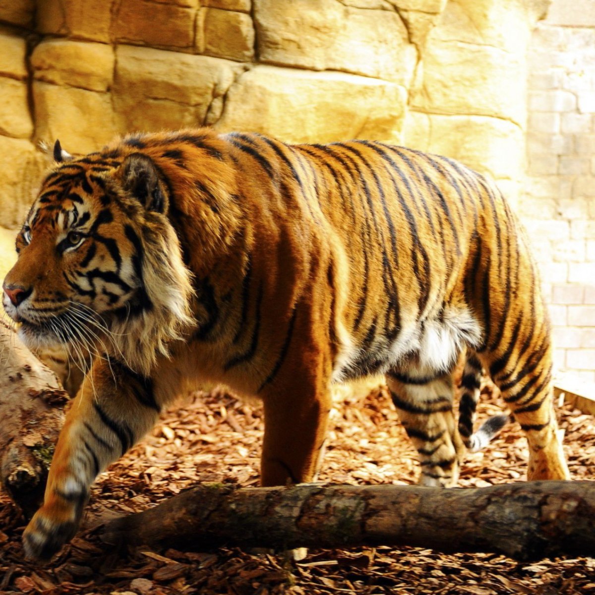 Йулбарс расми