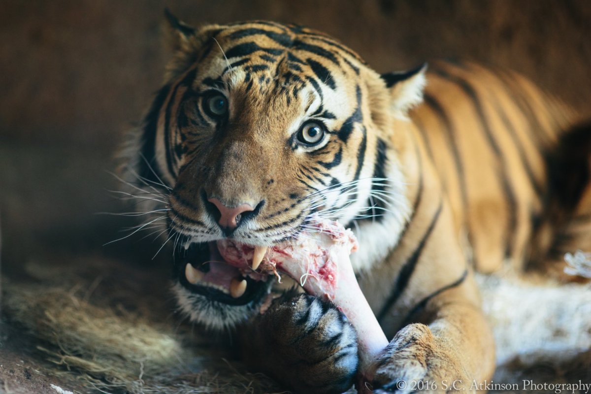 Тигр и Пума