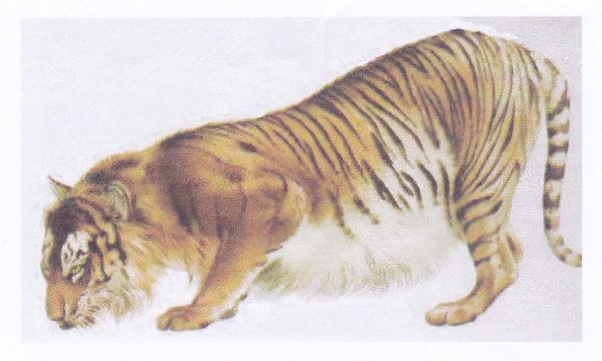 Туранский тигр жив