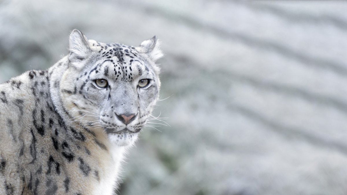 Таёжный Барс