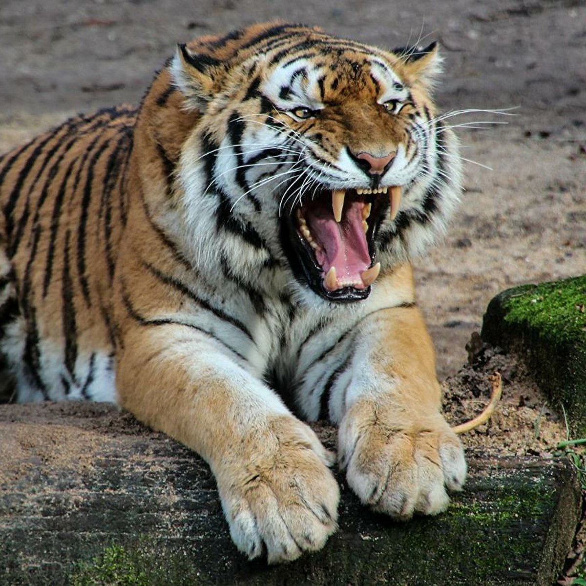 Разъяренный тигр