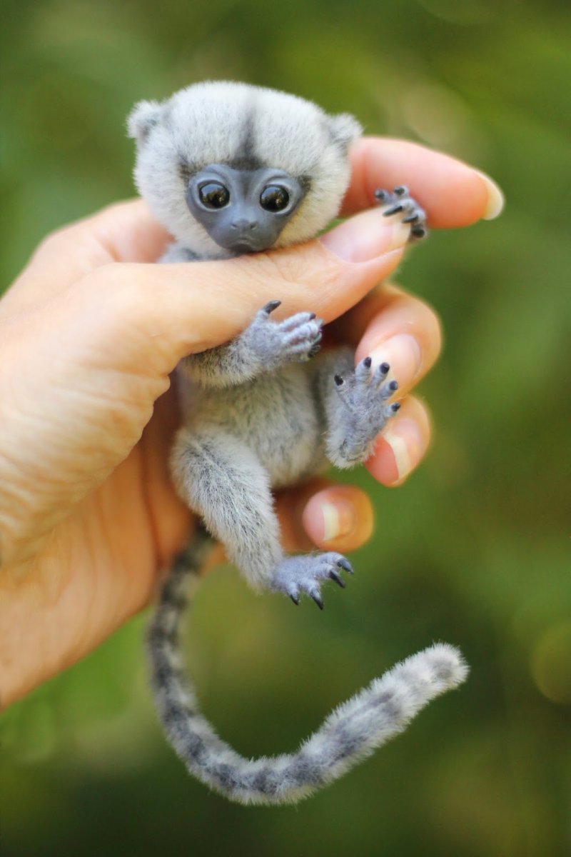 Карликовая мармозетка игрунка