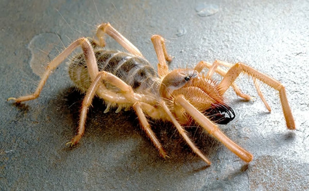 Сольпуга фаланга паук