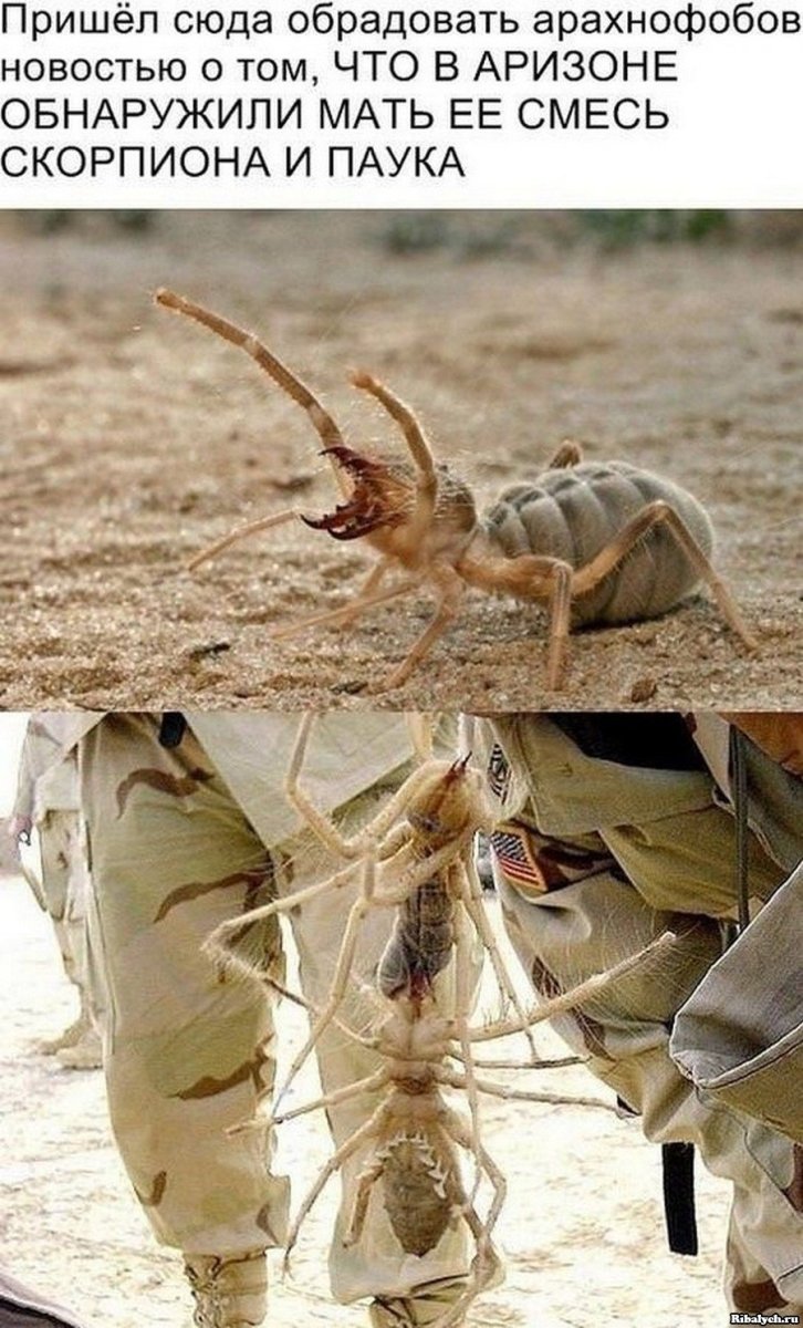 Гибрид паука и скорпиона