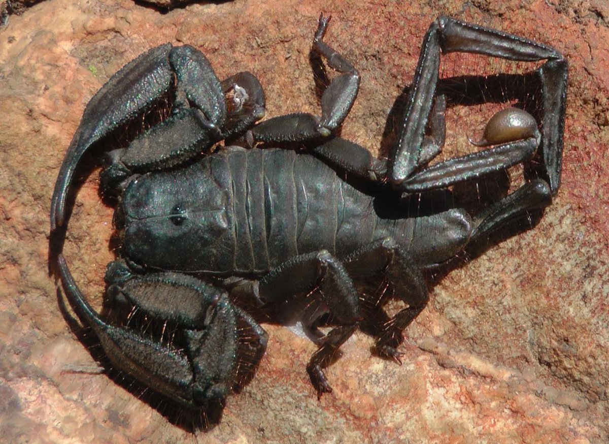 Гигантские пауки Скорпионы парк