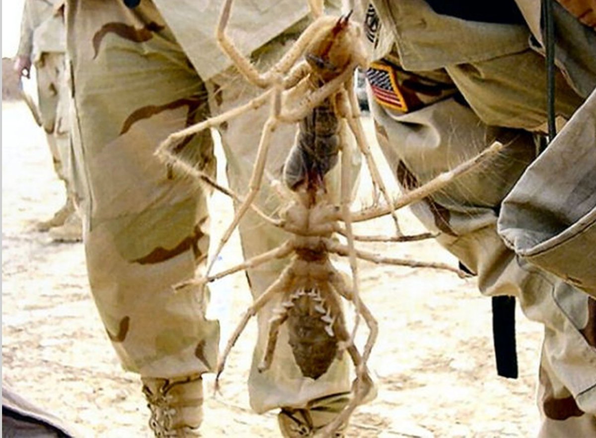 Сольпуга верблюжий паук