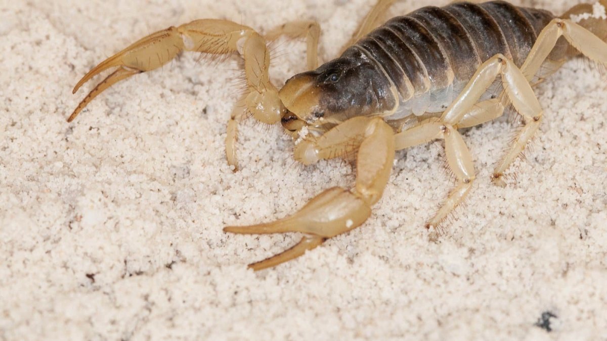 Палестинский Скорпион генурис