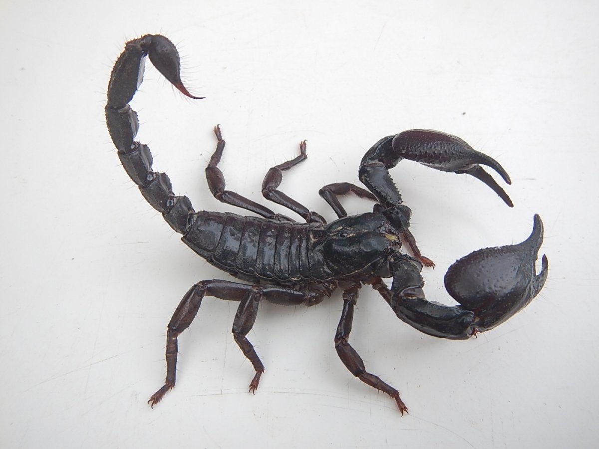 Скорпионы паукообразные