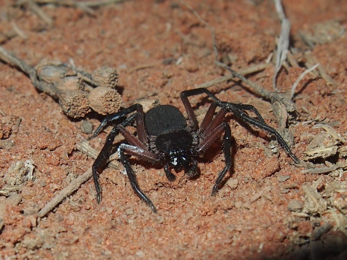 Скорпионовый паук