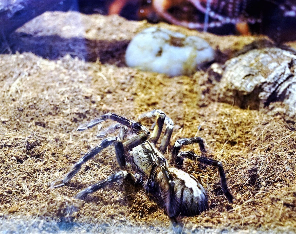 Гетерогратес Геркулес паук