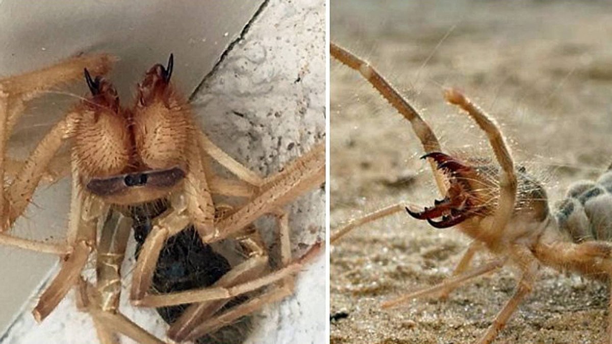 Смесь паука и скорпиона