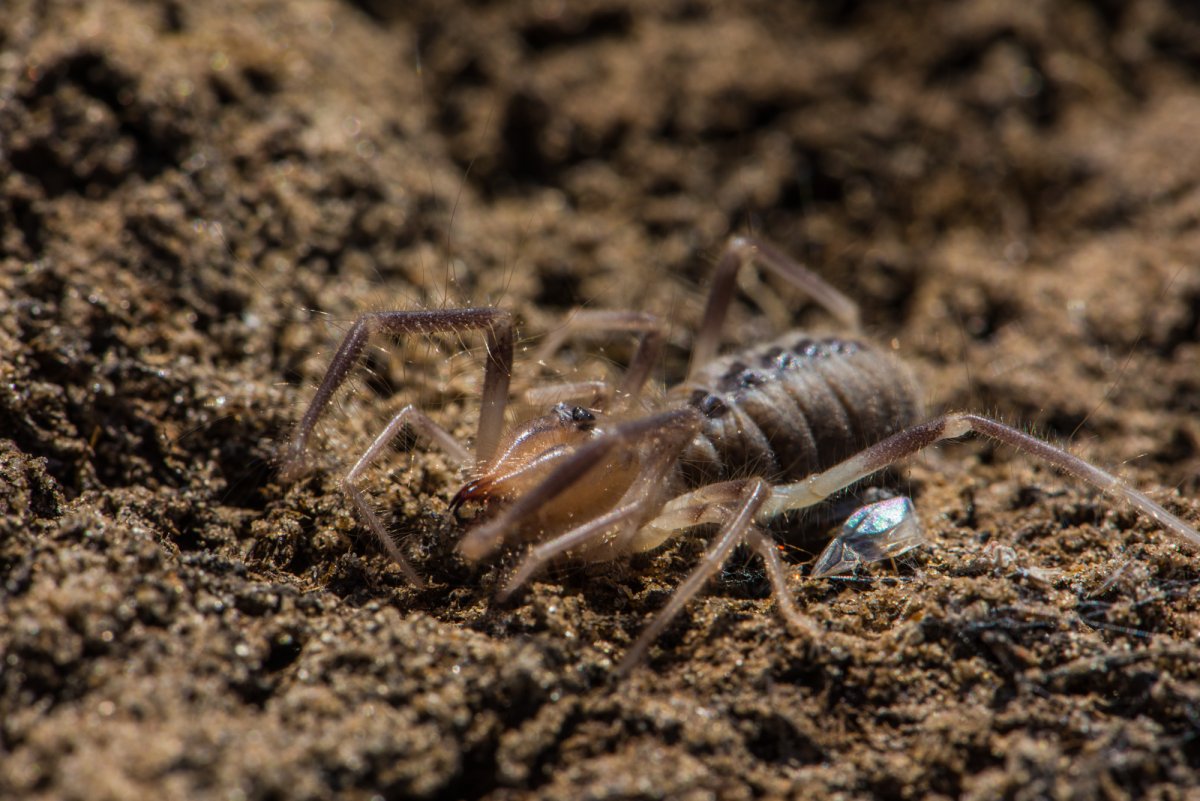 Фаланга паук Астраханский