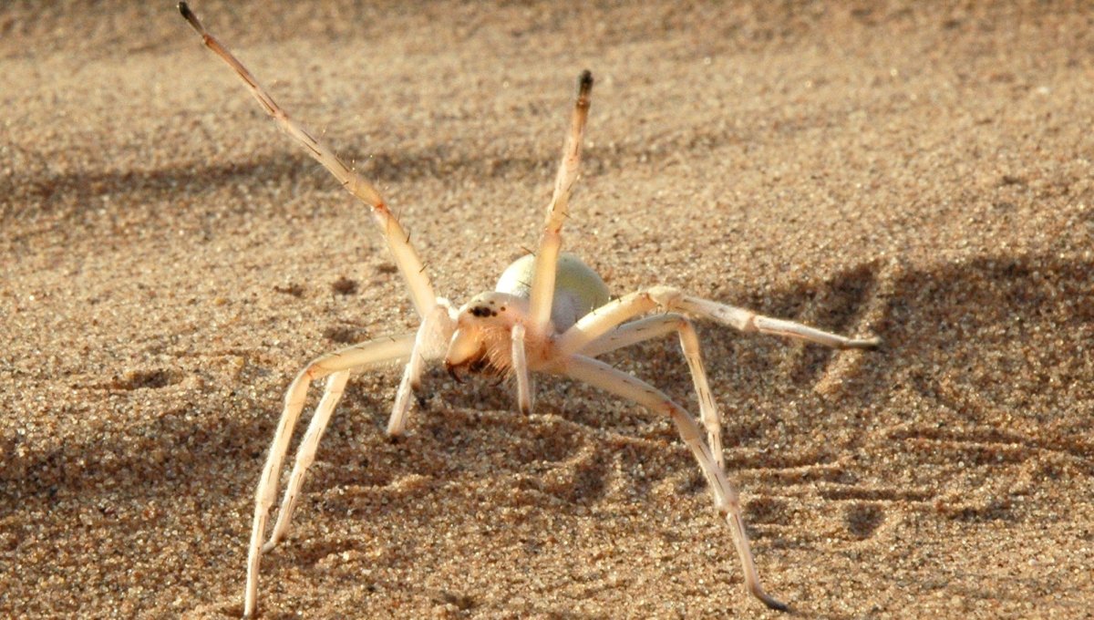 Пустынный паук фаланга
