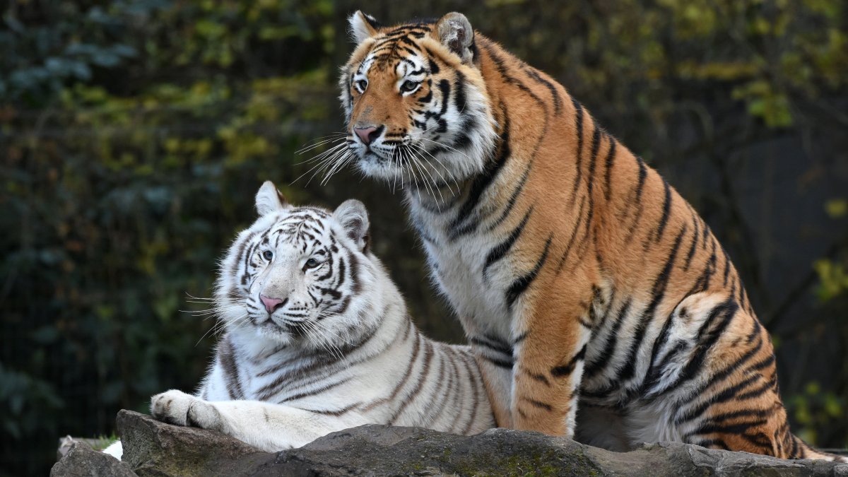 Белый и рыжий тигр