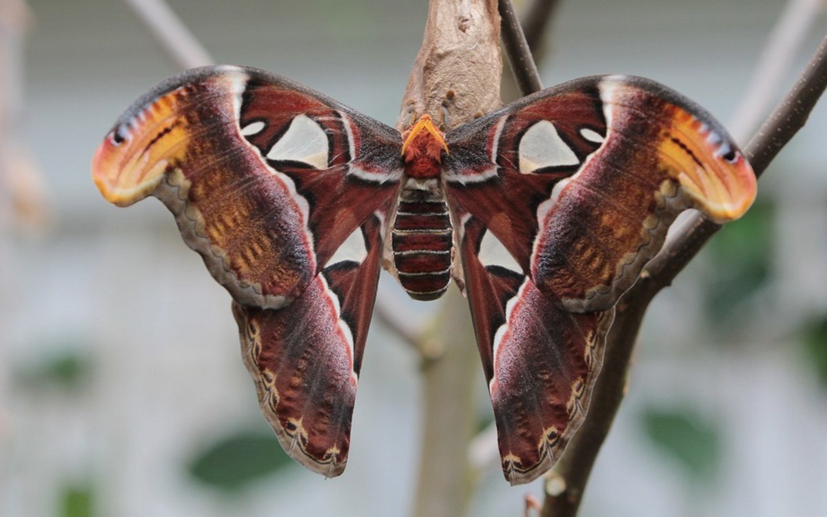 Бабочка Павлиноглазка Геркулес