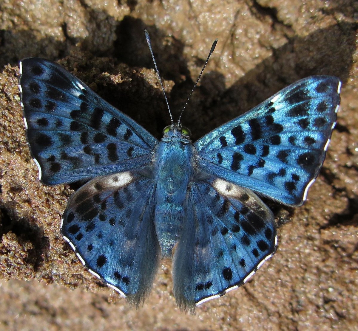 Калифорнийский синий Махаон