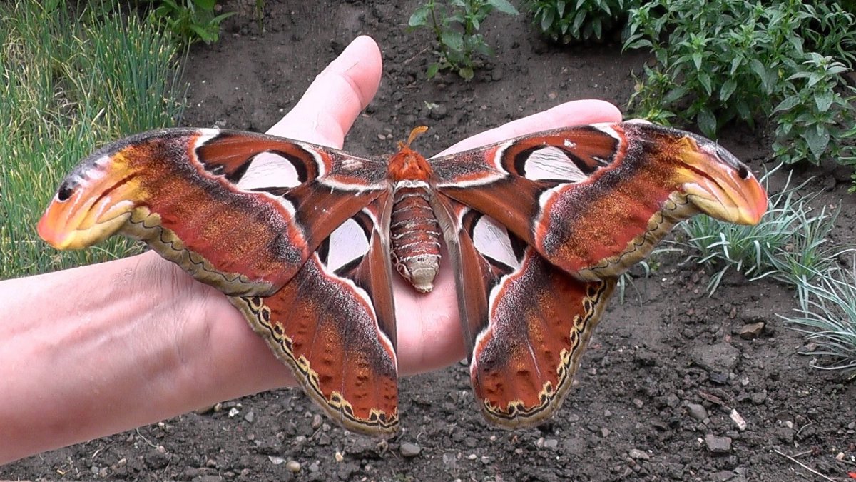 Павлиноглазка атлас Attacus Atlas