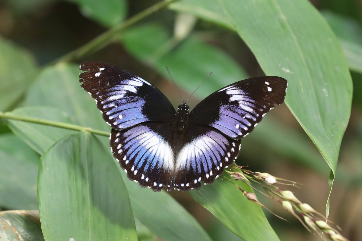 Танзанийская диадема бабочка