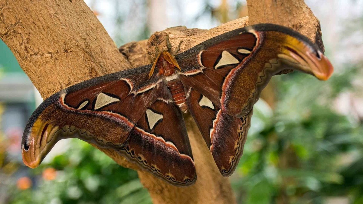 Павлиноглазка атлас гусеница