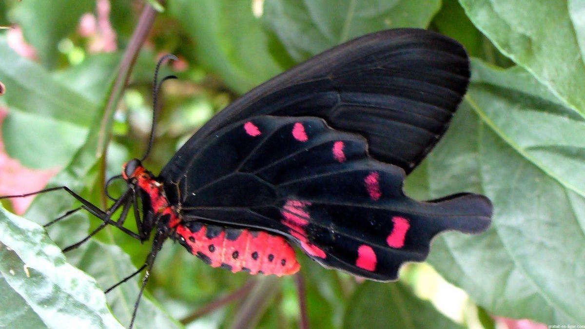 Бабочка Коцебу ядовитая