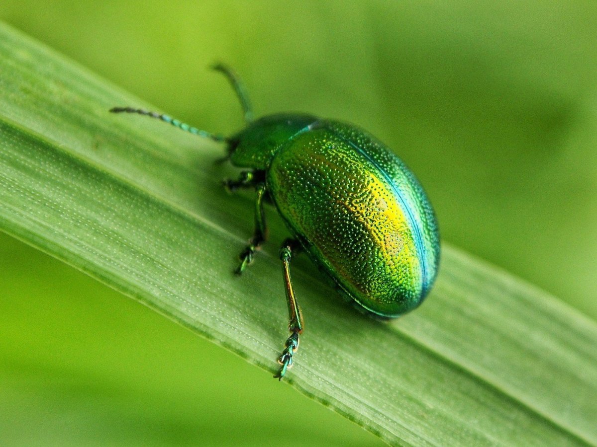 Хермес зеленый жук
