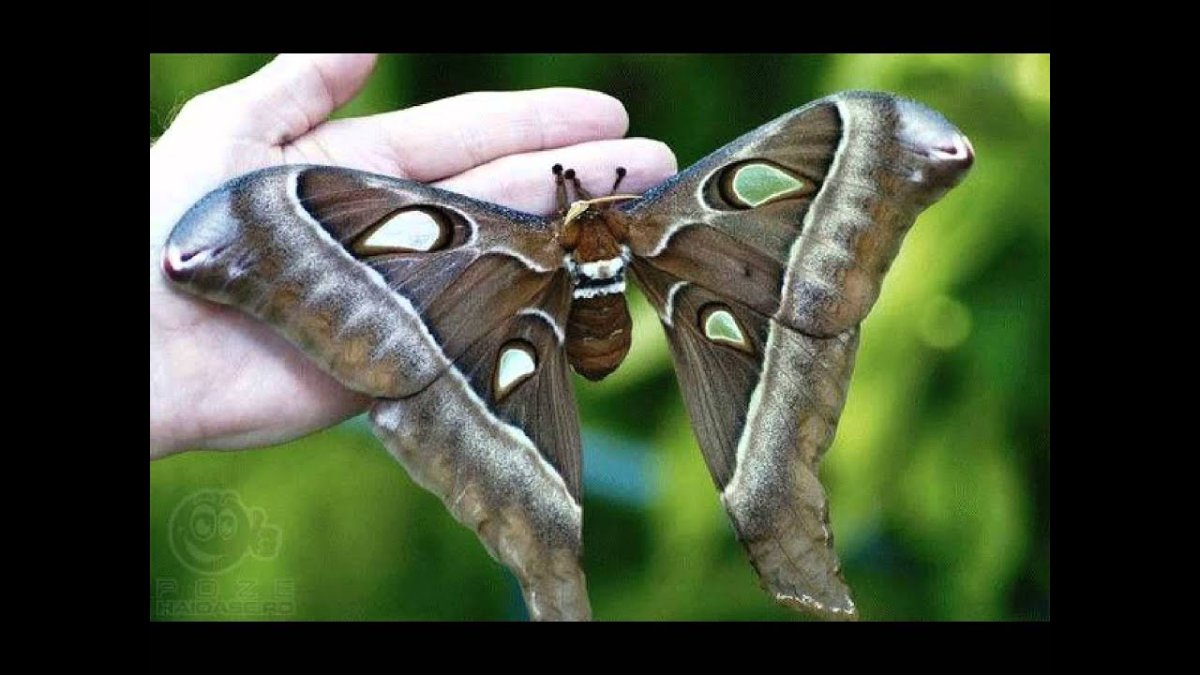 Бабочка Павлиноглазка Геркулес