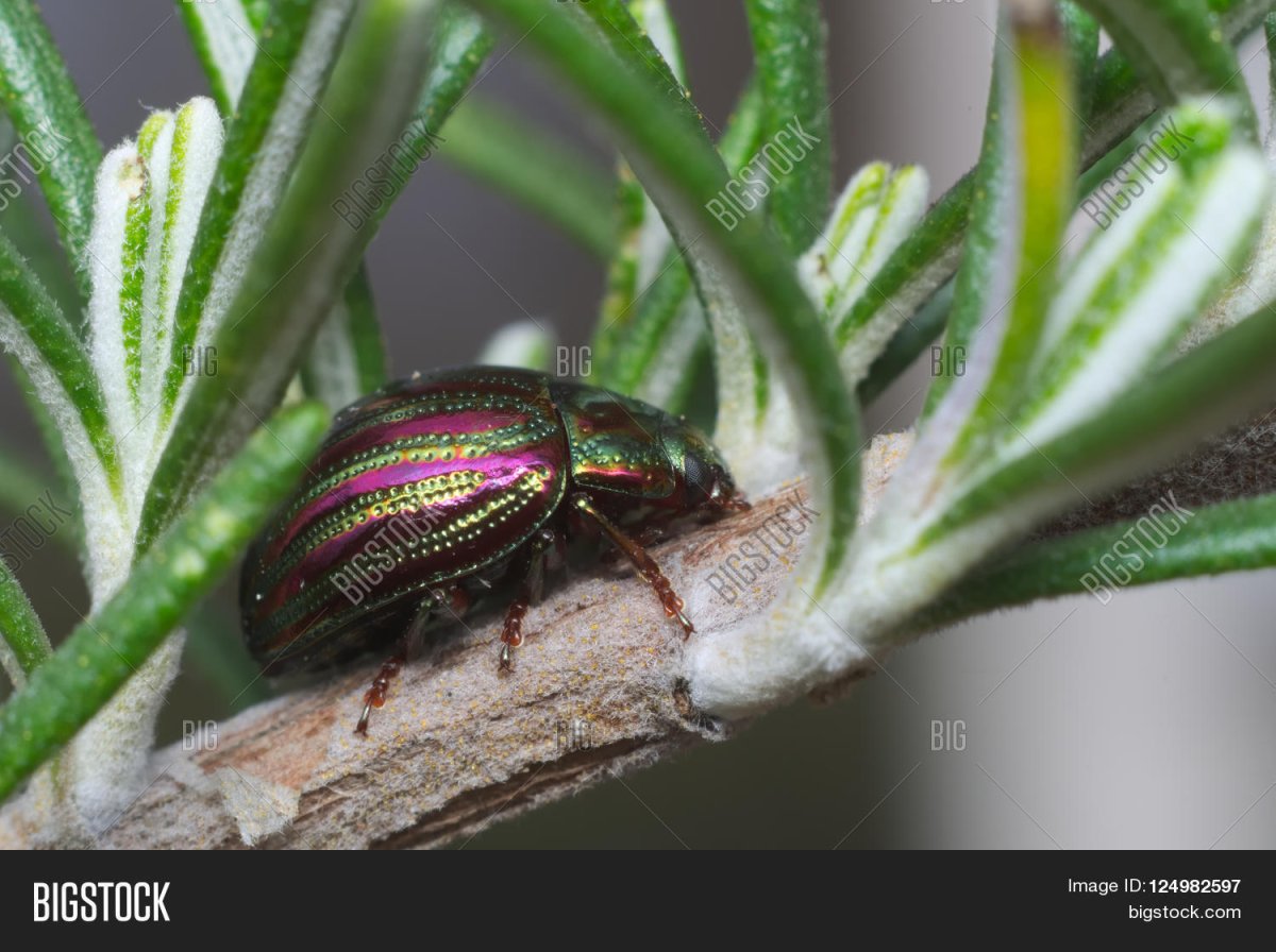 Розмариновый Листоед – Chrysolina Americana l.