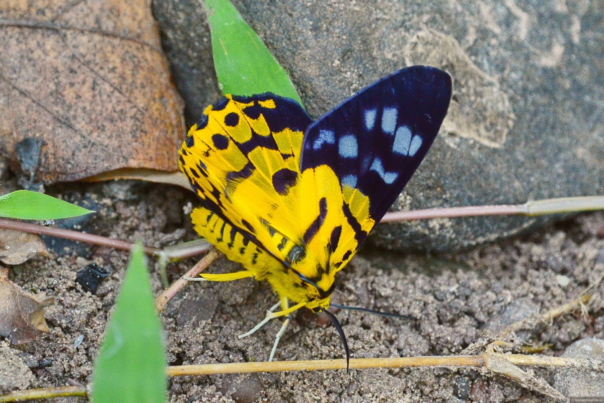 Ядовитые тропические бабочки