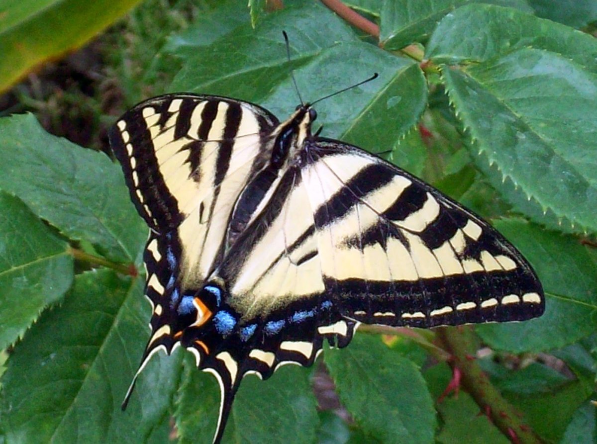 Редкие бабочки ядовитые